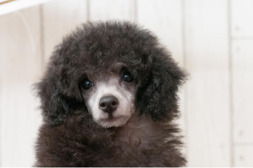 販売中のティーカッププードルの親犬